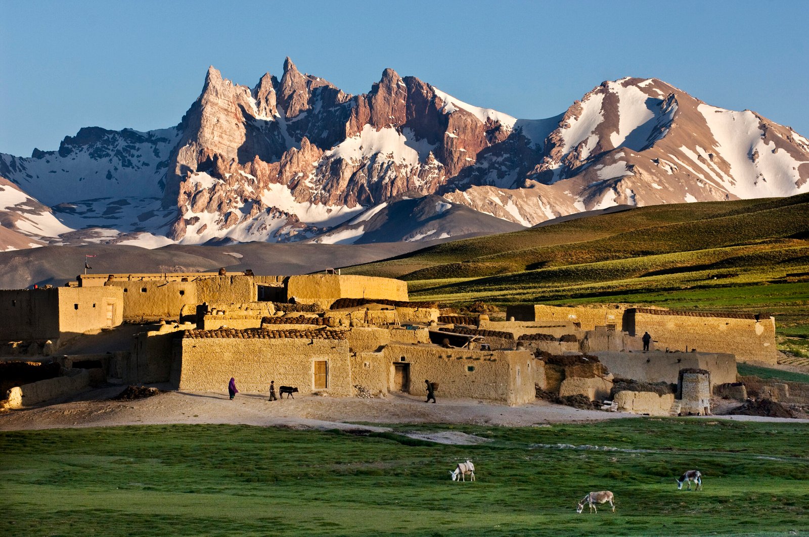AFGHN-12819, Qala-e-Sabzi, Afghanistan, 2007. Donkeys grazing in fields.