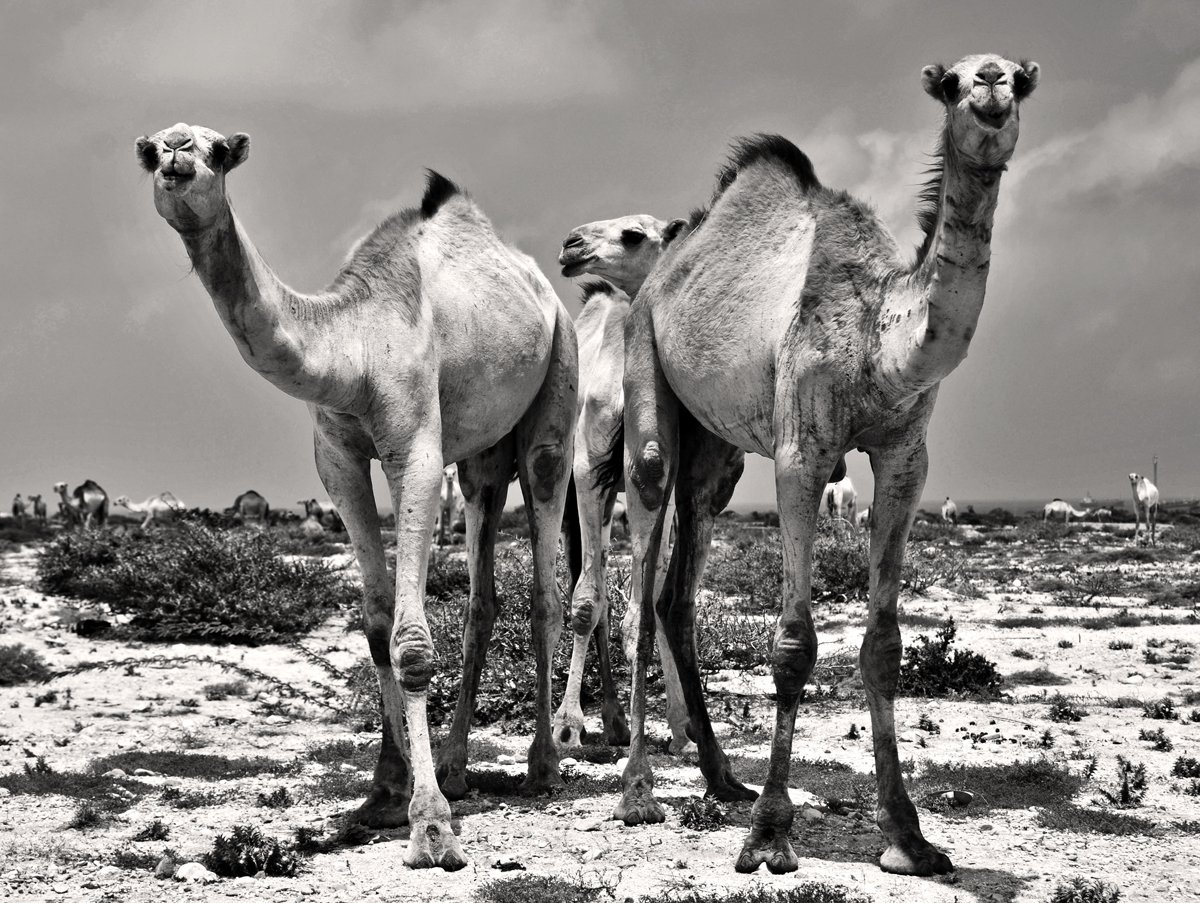 Camels1-2_BW_toned_PhSh