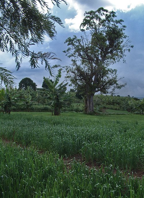 Madame's fields, so beautiful, so lush and so fertile - purely organic farming Muramvia, Burundi © 2007 Jan Oberg, TFF