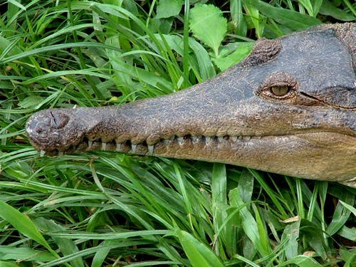 Crocodile in Bujumbura park, Burundi © 2003 Jan Oberg