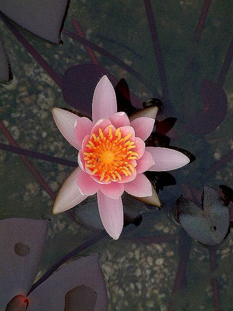 © 2003 Jan Oberg