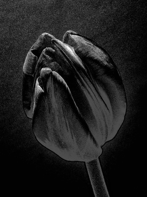"Twolip # 27" © 2006 Jan Oberg, TFF